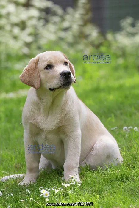  : Dog Labrador puppy