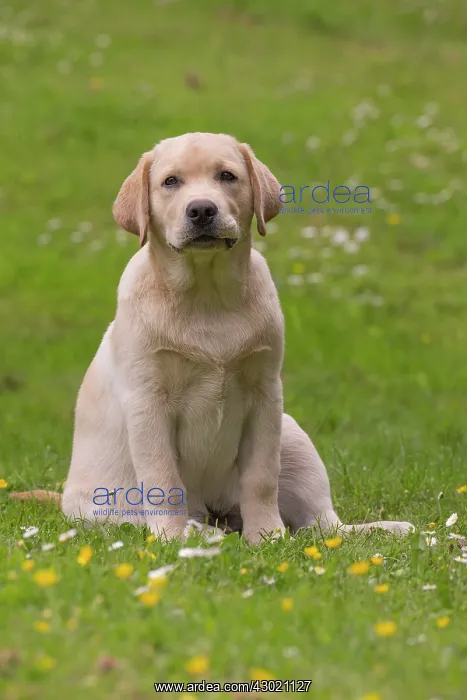  : Dog Labrador puppy