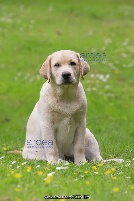  : Dog Labrador puppy