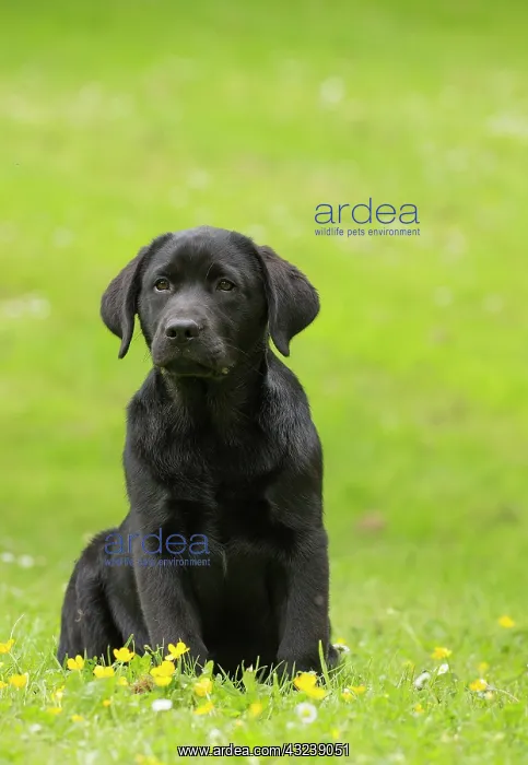  : Dog Labrador puppy