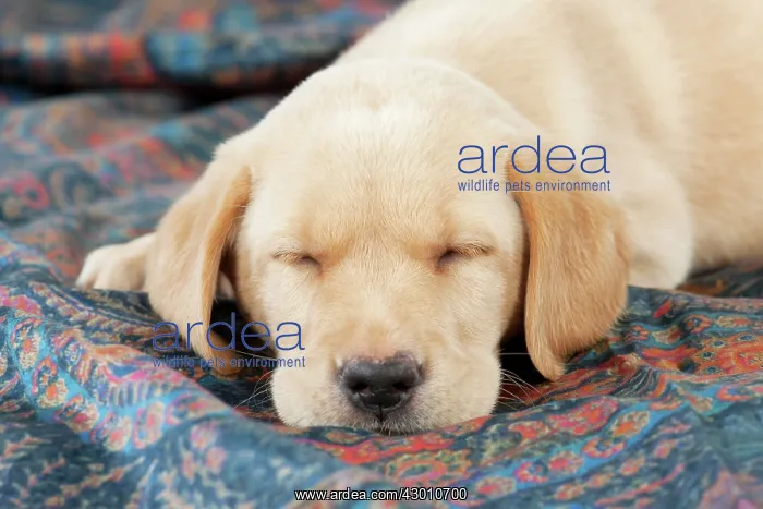 : DOG Labrador puppy ( 6 weeks old ) asleep on fabric : DOG Labrador puppy ( 6 weeks old ) asleep on fabric