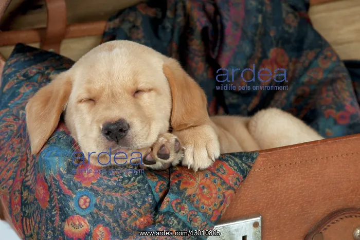 : DOG Labrador puppy ( 6 weeks old ) asleep in an old case : DOG Labrador puppy ( 6 weeks old ) asleep in an old case