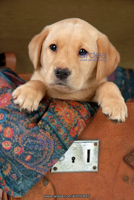 : DOG Labrador puppy ( 6 weeks old ) in an old case : DOG Labrador puppy ( 6 weeks old ) in an old case