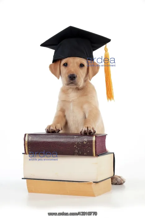 : DOG Labrador puppy ( 6 weeks old )with books and : DOG Labrador puppy ( 6 weeks old )with books and