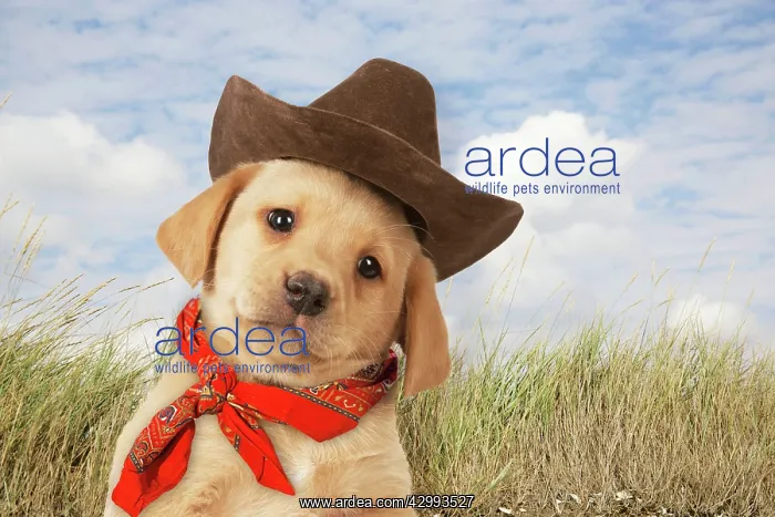 : DOG - Labrador puppy (7 weeks old) : DOG - Labrador puppy (7 weeks old)