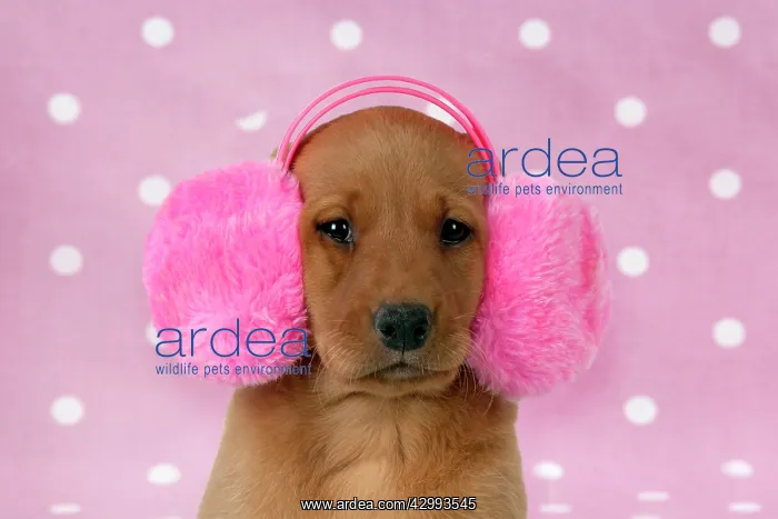 : DOG - Labrador puppy (7 weeks old) : DOG - Labrador puppy (7 weeks old)