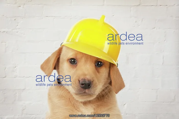 : DOG - Labrador Puppy (7 weeks old) : DOG - Labrador Puppy (7 weeks old)