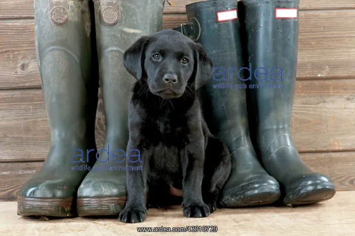 : DOG Labrador puppy ( black, 6 weeks old ) with boots : DOG Labrador puppy ( black, 6 weeks old ) with boots