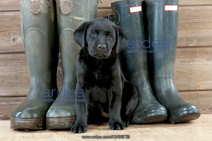 : DOG Labrador puppy ( black, 6 weeks old ) with boots : DOG Labrador puppy ( black, 6 weeks old ) with boots