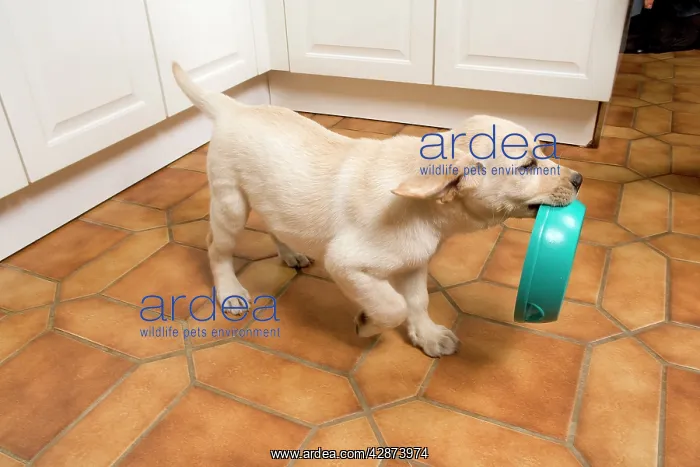  : Dog - Labrador puppy carrying food bowl