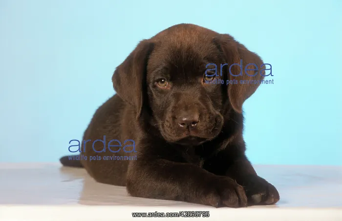 : DOG - Labrador puppy, Chocolate : DOG - Labrador puppy, Chocolate