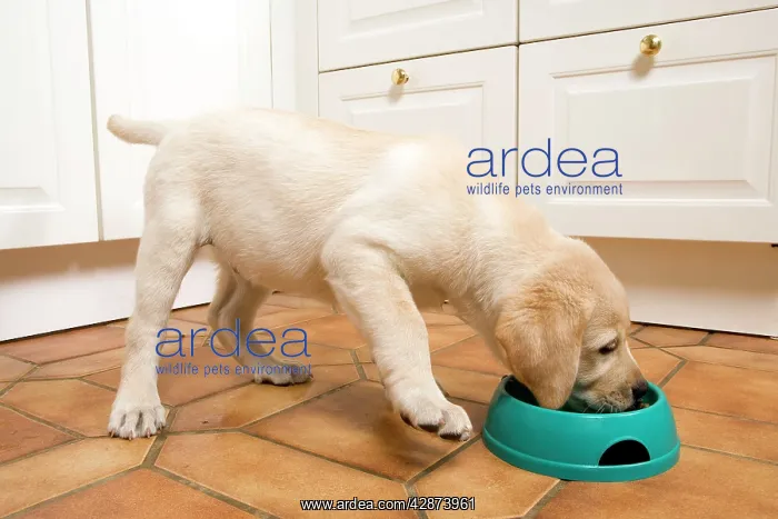  : Dog - Labrador puppy eating