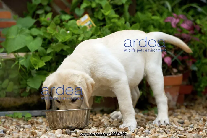  : Dog - Labrador puppy eating from bowl
