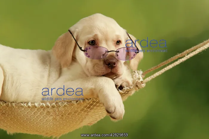 : Dog - Labrador puppy in hammock with sunglasses on : Dog - Labrador puppy in hammock with sunglasses on