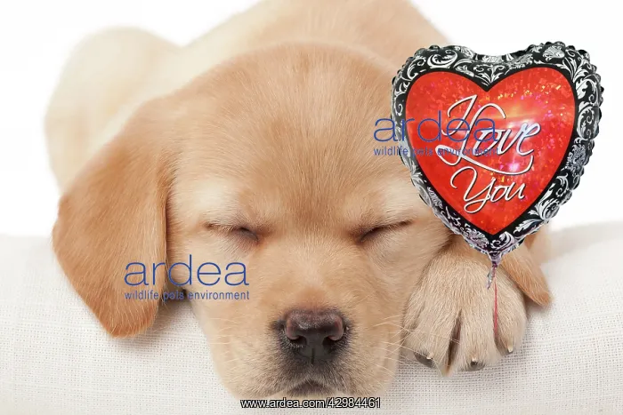 : Dog - Labrador puppy holding a heart shaped balloon : Dog - Labrador puppy holding a heart shaped balloon