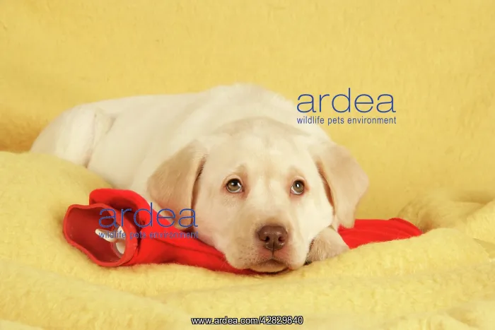 : Dog - Labrador puppy on hotwater bottle : Dog - Labrador puppy on hotwater bottle