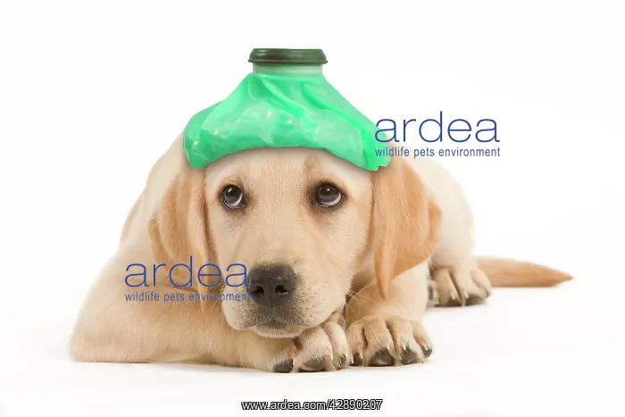 : Dog - Labrador puppy lying down with ice pack : Dog - Labrador puppy lying down with ice pack
