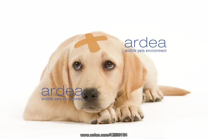 : Dog - Labrador puppy lying with plaster on head : Dog - Labrador puppy lying with plaster on head