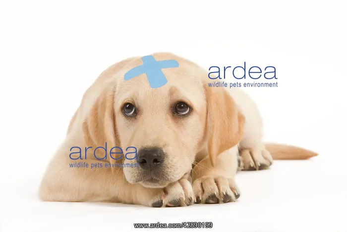 : Dog - Labrador puppy lying with plaster on head : Dog - Labrador puppy lying with plaster on head