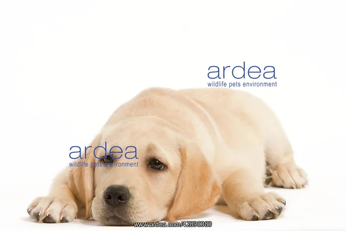  : Dog - Labrador puppy lying in studio