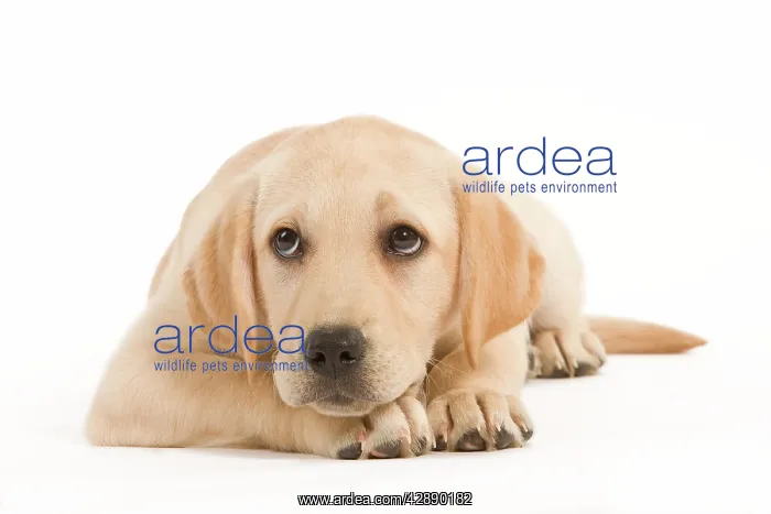  : Dog - Labrador puppy lying in studio