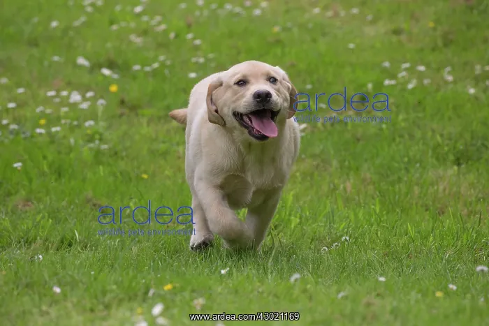  : Dog Labrador puppy with mouth open