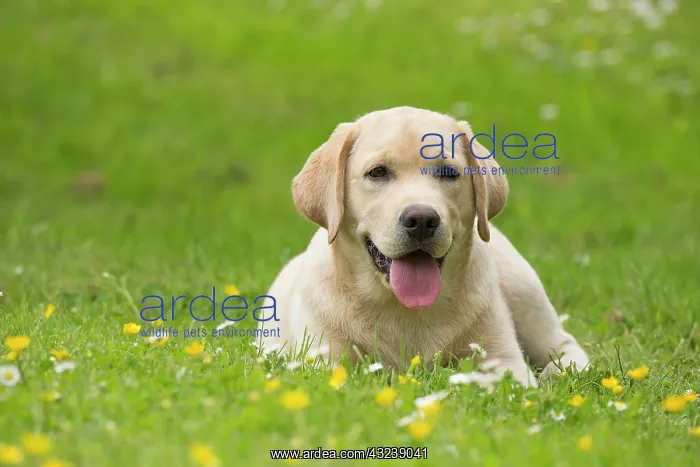  : Dog Labrador puppy with mouth open