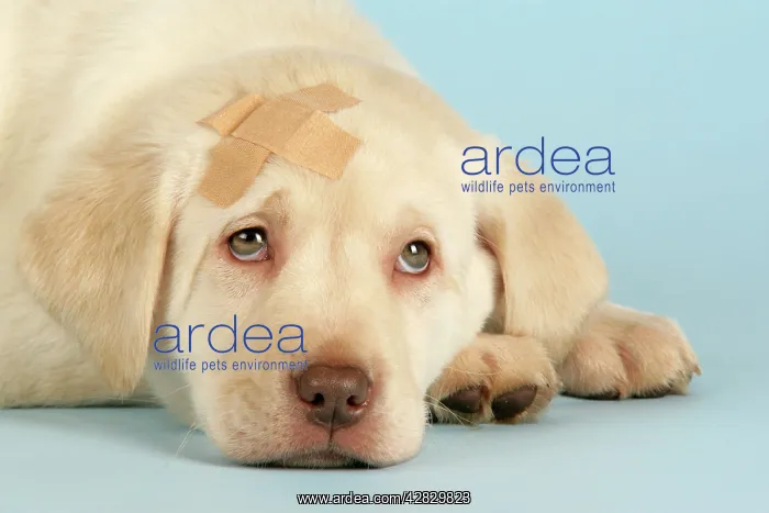  : Dog - Labrador puppy with a plaster on head