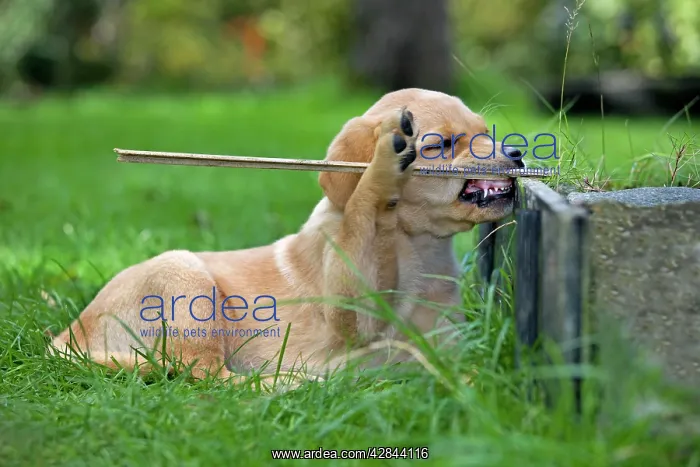 : Dog - Labrador puppy - playing with stick in garden : Dog - Labrador puppy - playing with stick in garden