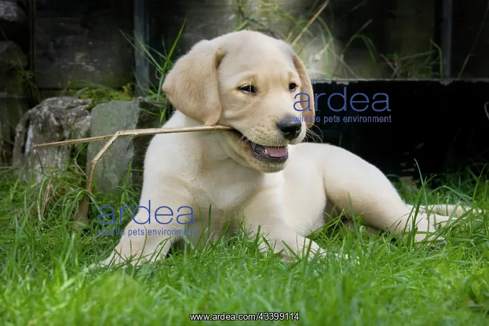 : Dog - Labrador puppy - playing with stick in garden : Dog - Labrador puppy - playing with stick in garden