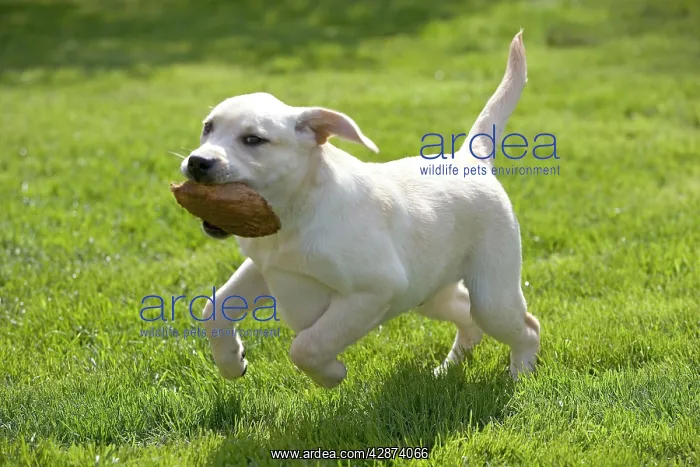 : Dog - labrador puppy running with toy in mouth : Dog - labrador puppy running with toy in mouth