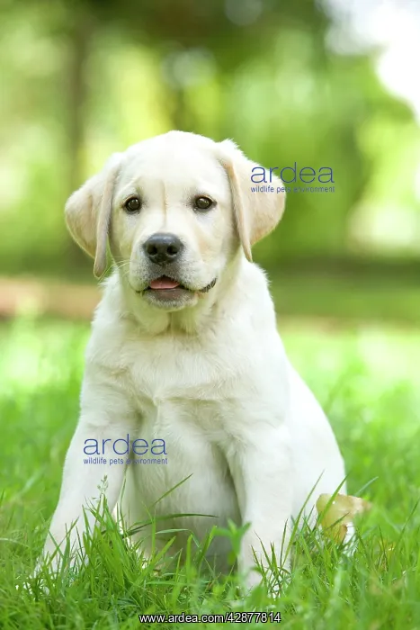 : Dog - Labrador puppy sitting down in grass