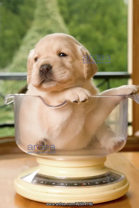  : Dog - Labrador puppy sitting in measuring bowl