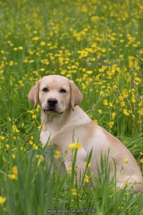  : Dog Labrador puppy in spring flowers