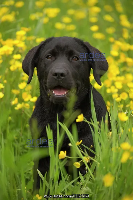  : Dog Labrador puppy in spring flowers
