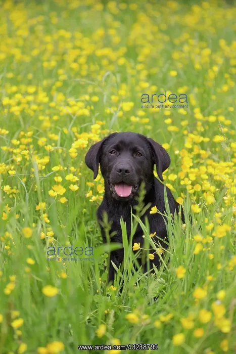  : Dog Labrador puppy in spring flowers