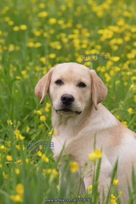  : Dog Labrador puppy in spring flowers