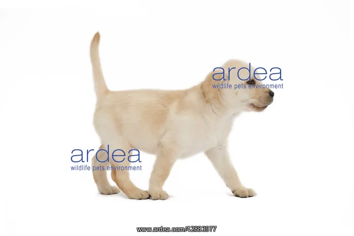  : Dog - Labrador puppy in studio