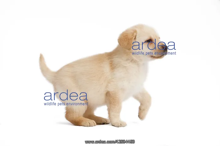  : Dog - Labrador puppy in studio