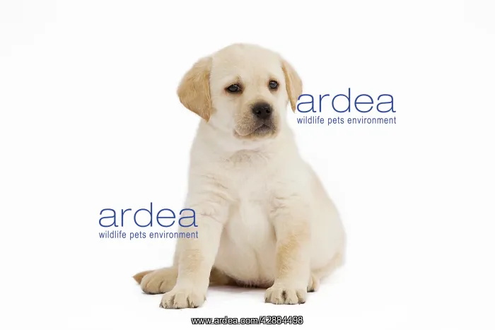  : Dog - Labrador puppy in studio