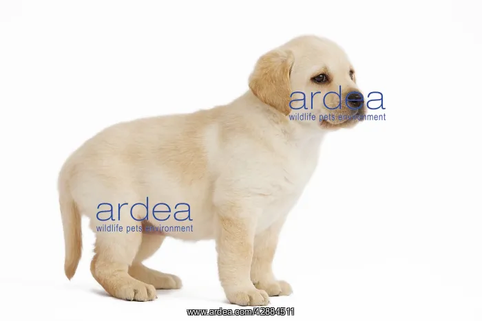  : Dog - Labrador puppy in studio
