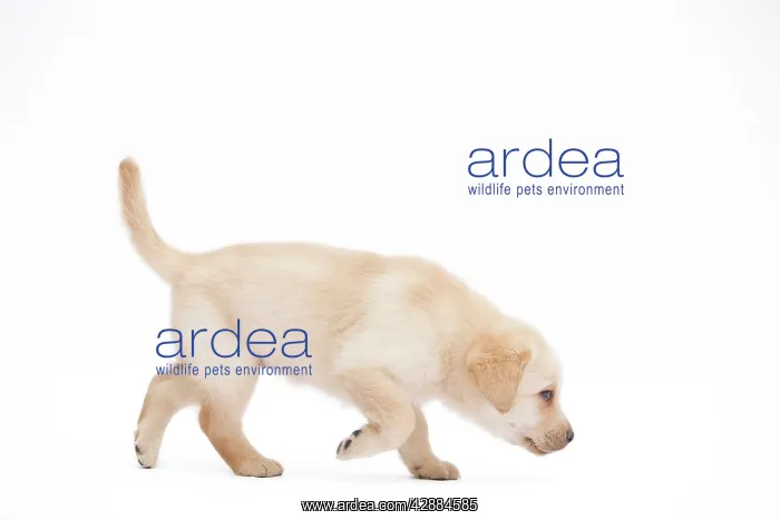 : Dog - Labrador puppy in studio