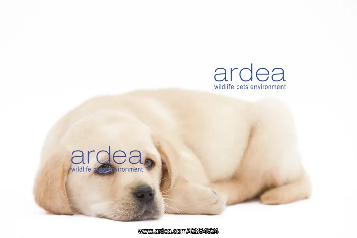  : Dog - Labrador puppy in studio