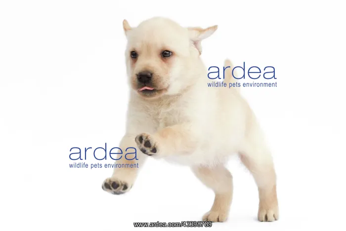  : Dog - Labrador puppy in studio