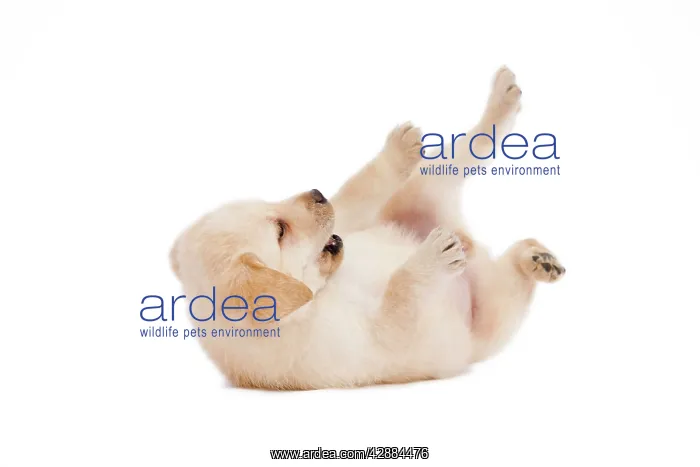  : Dog - Labrador puppy in studio rolling on back