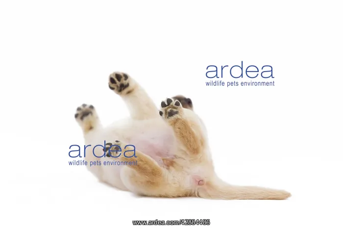  : Dog - Labrador puppy in studio rolling on back
