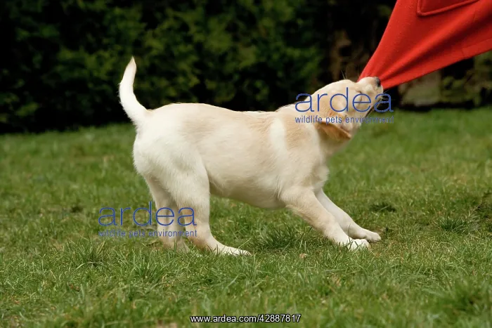  : Dog - Labrador puppy tugging on material