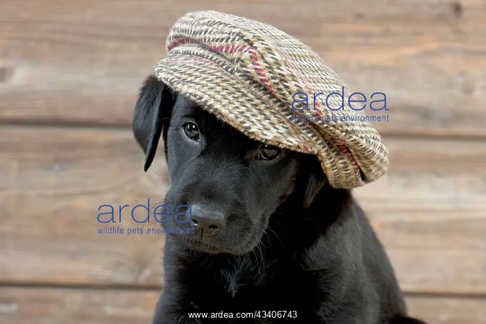 : DOG Labrador puppy wearing a cap ( black, 6 weeks old ) : DOG Labrador puppy wearing a cap ( black, 6 weeks old )