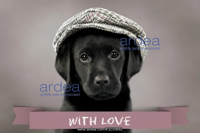 : Dog Labrador puppy wearing a cap ( black, 6 weeks : Dog Labrador puppy wearing a cap ( black, 6 weeks