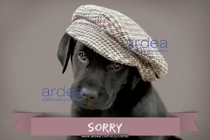 : Dog Labrador puppy wearing a cap ( black, 6 weeks : Dog Labrador puppy wearing a cap ( black, 6 weeks